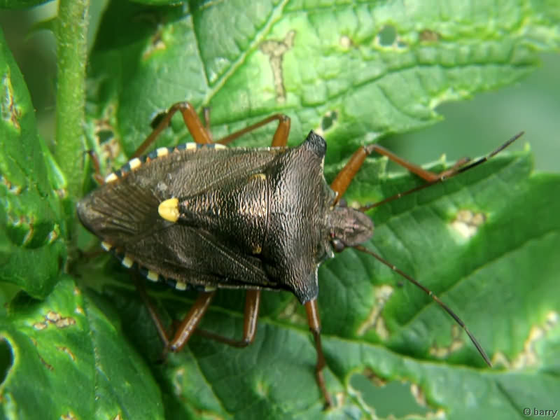 Pentatoma (Pentatoma) rufipes (Linnaeus, 1758)